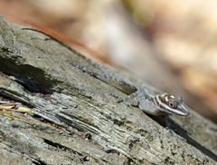 Anolis lucius