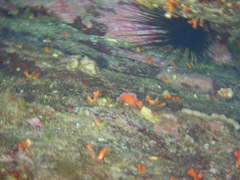 Centrostephanus longispinus