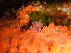 Serpula vermicularis