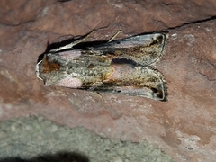 Autographa ampla