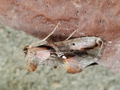 Autographa ampla
