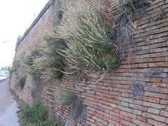 Reseda alba