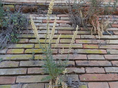 Reseda alba