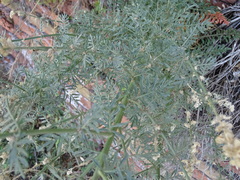 Reseda alba