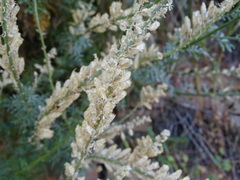 Reseda alba