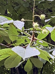 Aesculus hippocastanum