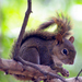Bolivian Squirrel - Photo (c) Kent Miller, some rights reserved (CC BY-ND), uploaded by Kent Miller