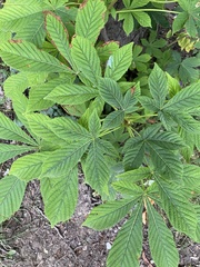Aesculus hippocastanum