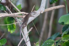 Trachylepis depressa