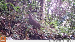 Pternistis squamatus