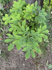 Aesculus hippocastanum