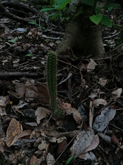 Acanthocereus hesperius