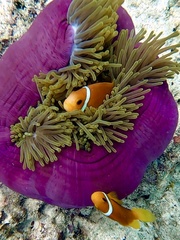 Amphiprion nigripes