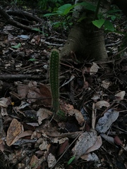 Acanthocereus hesperius