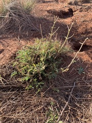 Pelargonium dolomiticum