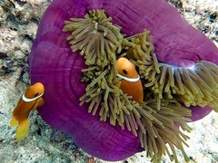 Amphiprion nigripes