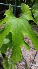 Trichosanthes cucumerina