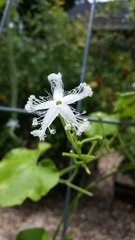 Trichosanthes cucumerina