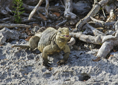 Cyclura nubila