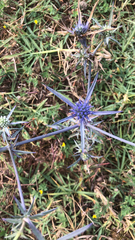 Eryngium amethystinum
