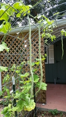 Trichosanthes cucumerina