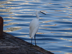 Egretta garzetta