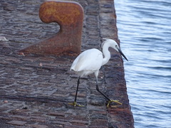 Egretta garzetta