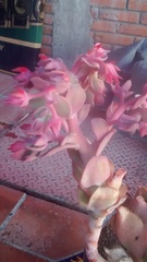 Gibbiflorae