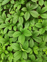 Parthenocissus laetevirens