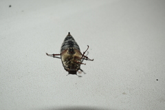 Melolontha hippocastani