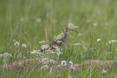 Numenius phaeopus phaeopus