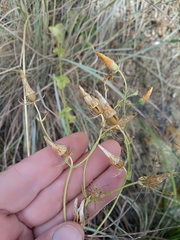 Blackstonia grandiflora