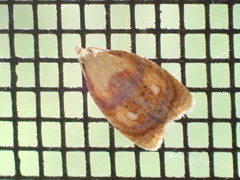Acleris curvalana