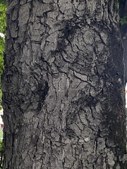 Aesculus hippocastanum
