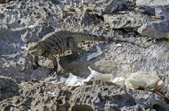 Cyclura nubila