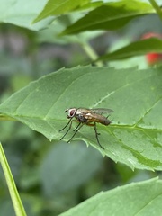 Muscidae