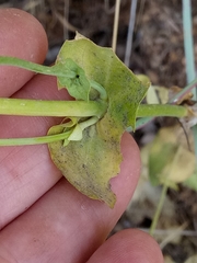 Blackstonia grandiflora