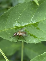 Muscidae