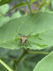 Muscidae