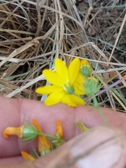 Blackstonia grandiflora