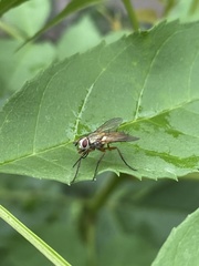 Muscidae