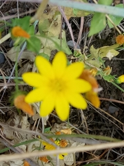 Blackstonia grandiflora