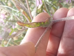 Blackstonia grandiflora