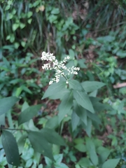 Artemisia anomala