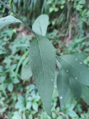 Artemisia anomala
