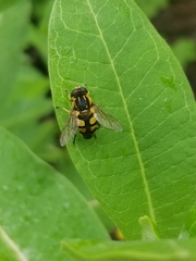 Helophilus obscurus