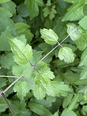 Clematis vitalba