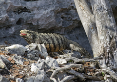 Cyclura nubila