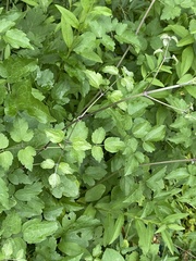 Clematis vitalba