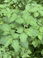 Solanum nigrum